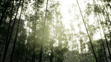 Lanscape-of-bamboo-tree-in-tropical-rainforest,-Malaysia
